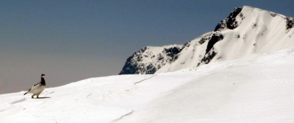 2013.5.3-6 白馬岳 小蓮華尾根(雪山)
