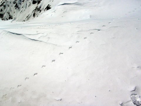 2013.5.3-6 白馬岳 小蓮華尾根(雪山)