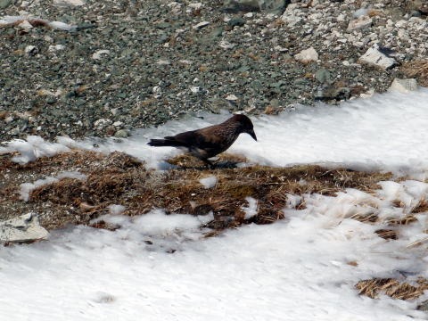 2013.5.3-6 白馬岳 小蓮華尾根(雪山)