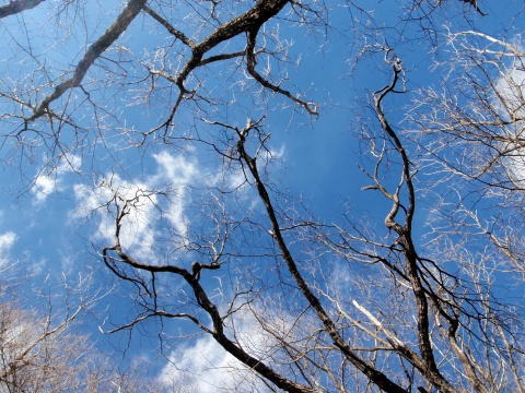 2013.2.24 蕎麦粒山(尾根歩き)