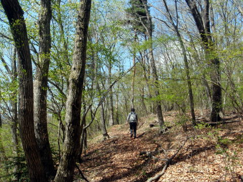 2011.4.24 甚之函山(尾根歩き)