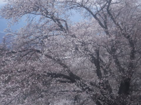 2025.4.5 （お花見山行）笹子～新田～中尾根～カヤノキビラノ頭～ナットウ箱山～達沢山～大積寺山～ももの里（ハイキング・イベント）