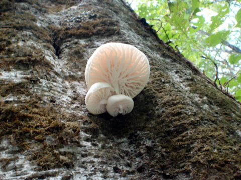 2011.10.8-10 穴堂沢 カケス沢(沢登り)