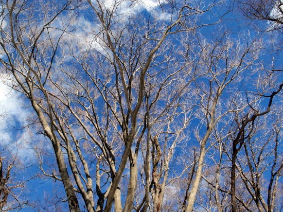2013.2.24 蕎麦粒山(尾根歩き)
