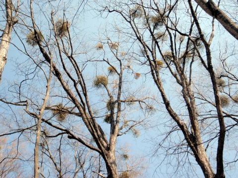2013.3.10　ウトウの頭（尾根歩き）
