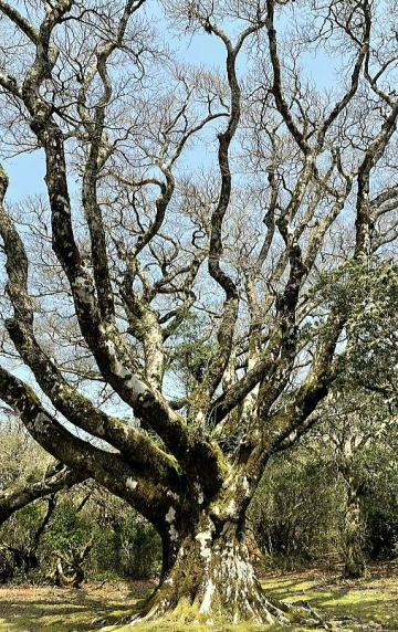 2025.04.19-20 伊豆・天城峠~猫越山~達磨山(ハイキング)