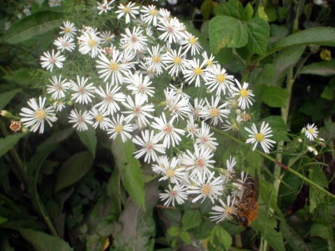 2013.9.22　ハンゼノ頭（尾根歩き）