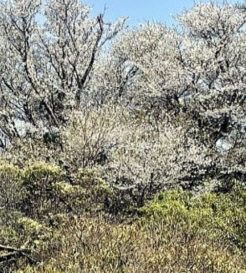 2025.04.19-20 伊豆・天城峠~猫越山~達磨山(ハイキング)