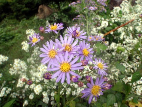 2013.9.22　ハンゼノ頭（尾根歩き）