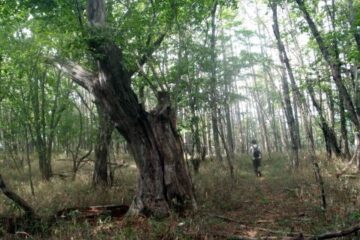 2013.9.22　ハンゼノ頭（尾根歩き）