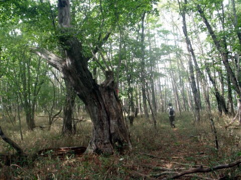 2013.9.22　ハンゼノ頭（尾根歩き）