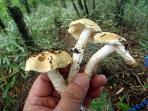 2013.9.28 大谷ヶ丸(尾根歩き)