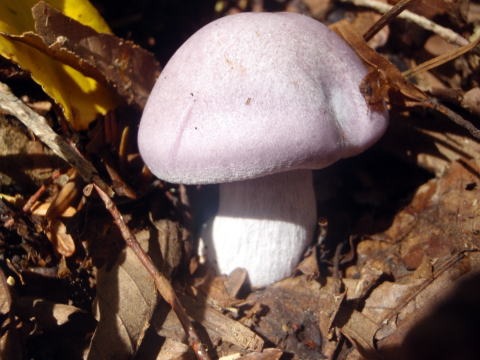 2013.11.3 サカリ山(尾根歩き)