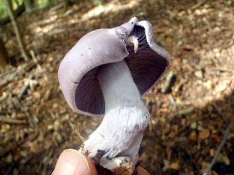 2013.11.3 サカリ山(尾根歩き)