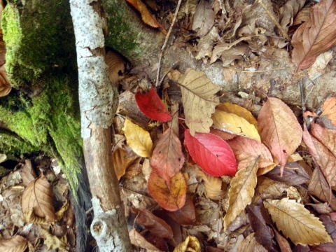 2013.11.3 サカリ山(尾根歩き)