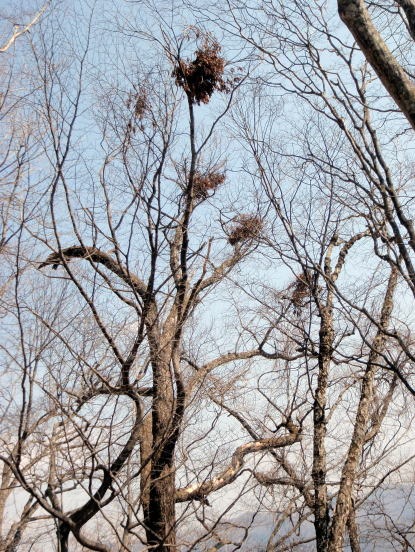 2013.3.10　ウトウの頭（尾根歩き）