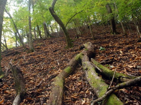 2013.11.3 サカリ山(尾根歩き)