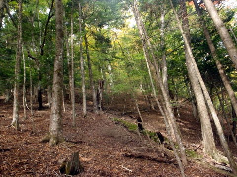 2013.11.3 サカリ山(尾根歩き)