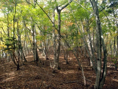 2013.11.3 サカリ山(尾根歩き)