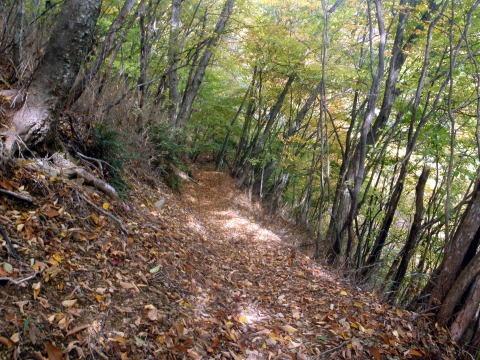 2013.11.3 サカリ山(尾根歩き)
