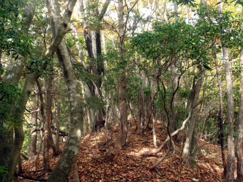 2013.11.3 サカリ山(尾根歩き)