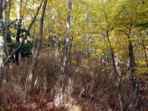 2013.11.3 サカリ山(尾根歩き)