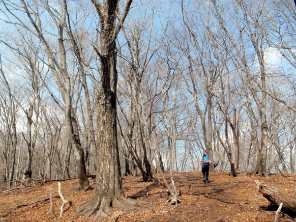 2013.3.10　ウトウの頭（尾根歩き）