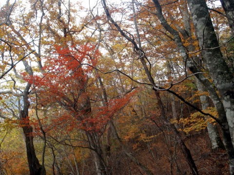 2013.11.3 サカリ山(尾根歩き)