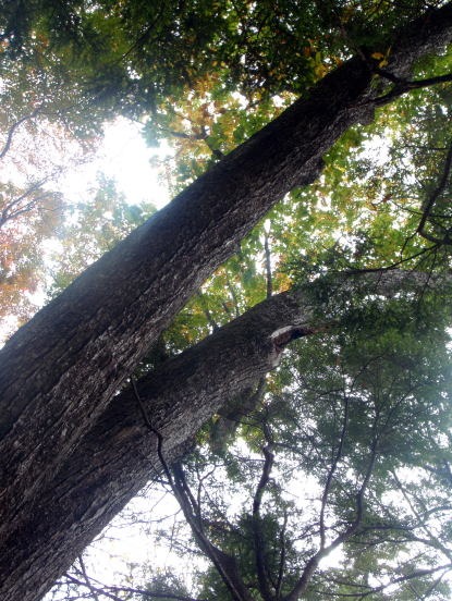 2013.11.3 サカリ山(尾根歩き)