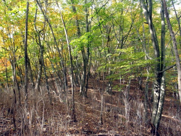 2013.11.3 サカリ山(尾根歩き)