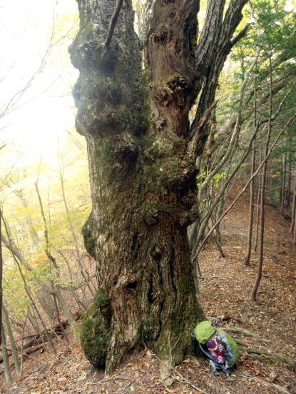 2013.11.3 サカリ山(尾根歩き)