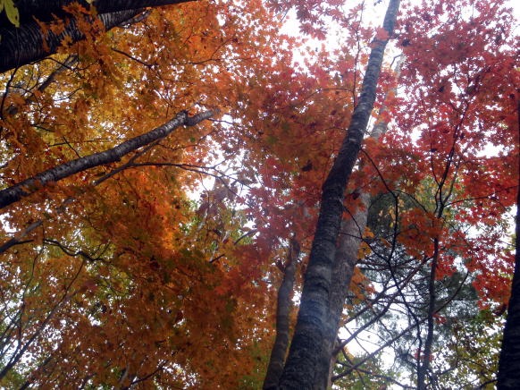 2013.11.3 サカリ山(尾根歩き)