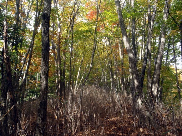2013.11.3 サカリ山(尾根歩き)