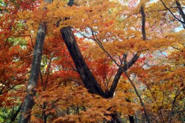 2013.11.3　サカリ山（尾根歩き）
