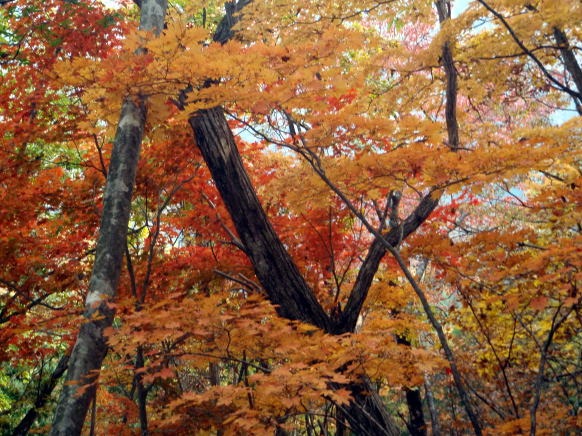 2013.11.3 サカリ山(尾根歩き)