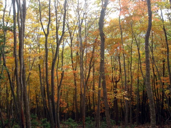 2013.11.3 サカリ山(尾根歩き)