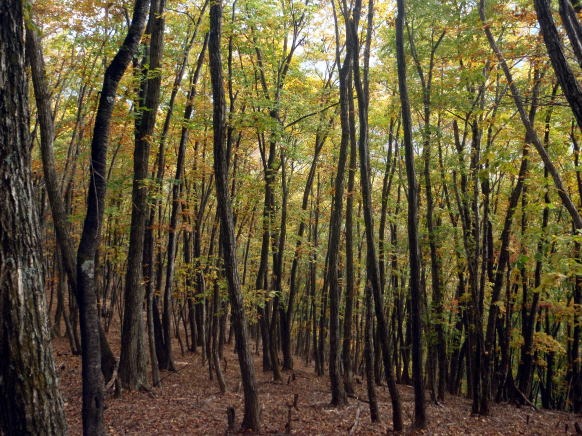 2013.11.3 サカリ山(尾根歩き)