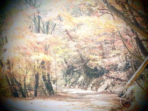 2013.11.17　足和田山（尾根歩き）