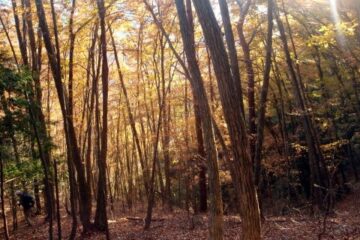 2013.11.24　サカリ山（尾根歩き）