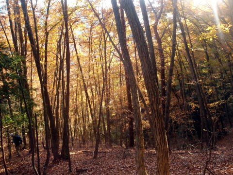 2013.11.24　サカリ山（尾根歩き）