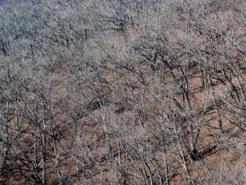 2011.1.9 滝子山(尾根歩き)