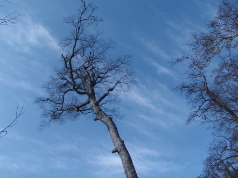 2011.1.23 大杉山(尾根歩き)