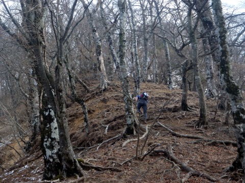 2011.1.23 大杉山(尾根歩き)