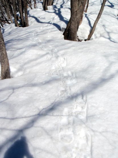 2013.3.16-17　雨ヶ立山（雪山）