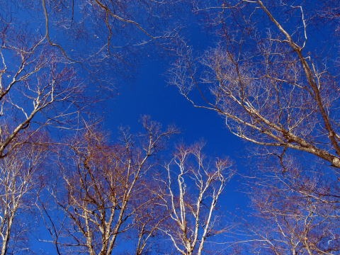 2011.2.19-20 枯木山