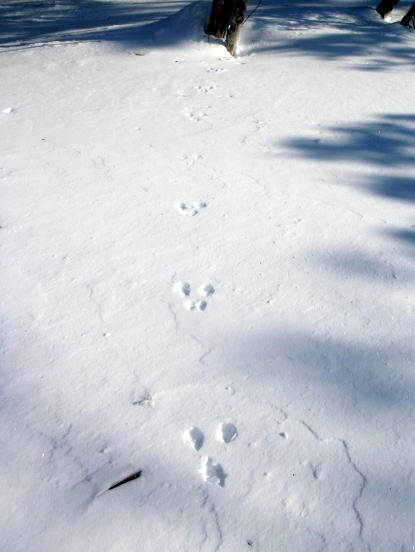 2011.2.19-20 枯木山