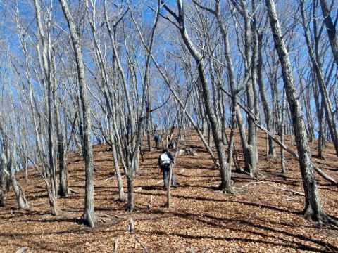 2011.3.5 大蔵高丸(尾根歩き)