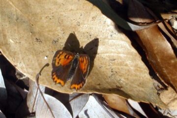 2011.4.24　甚之函山（尾根歩き）