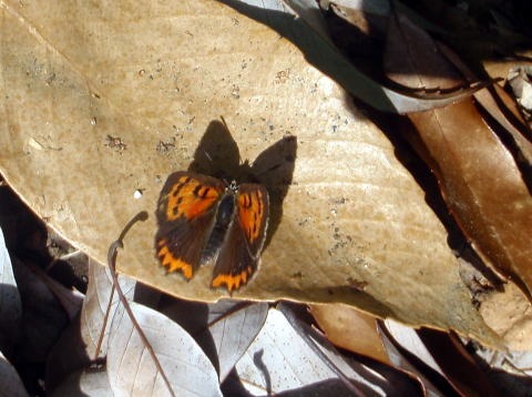 2011.4.24 甚之函山(尾根歩き)
