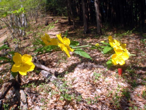 2011.4.24 甚之函山(尾根歩き)